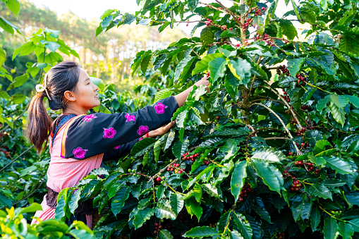 Happy Asian woman farmer in tradition dress picking red cherry coffee beans in coffee plantation in Chiang Mai, Thailand. Hill tribes farm worker growing and harvesting organic arabica coffee berries on the mountain