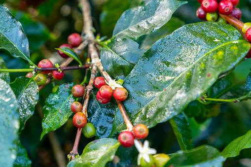 Red ripe cherry berries coffee beans on coffee tree in coffee plantation background. Farmer growing and harvesting coffee bean in farm on the mountain. Food and drink business and industry concept.