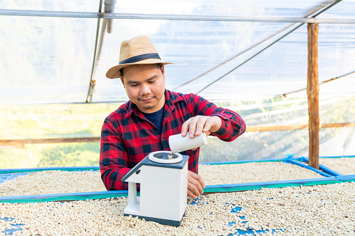 Asian man farmer drying raw coffee beans in the sun at coffee plantation. Farm worker using coffee bean moisture meter inspect dried organic arabica coffee bean in greenhouse.