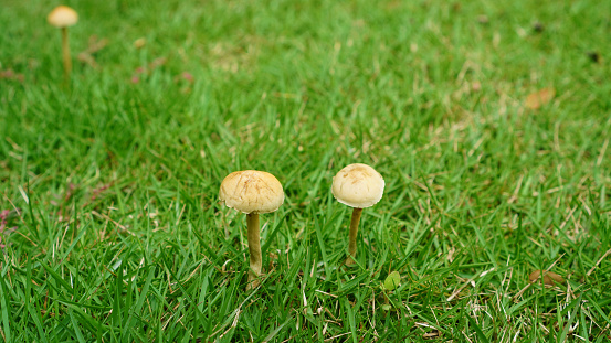 Close up wild mushroom in nature