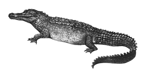 Vintage engraved illustration isolated on white background - American alligator (Alligator mississippiensis)