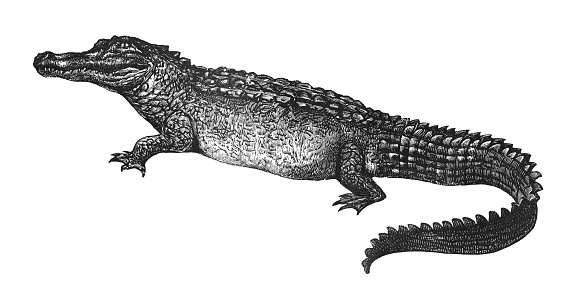 Vintage engraved illustration isolated on white background - American alligator (Alligator mississippiensis)