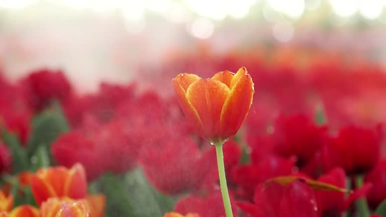 Colorful spring flowers in the beautiful landscaped gardens in fog of chiangmai