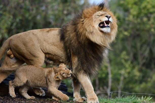 male lion with cub - lion mane strength male animal foto e immagini stock