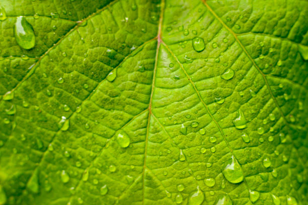 Spring selective focus background fresh green leaf closeup photo with rain water drops close up macro for natural background