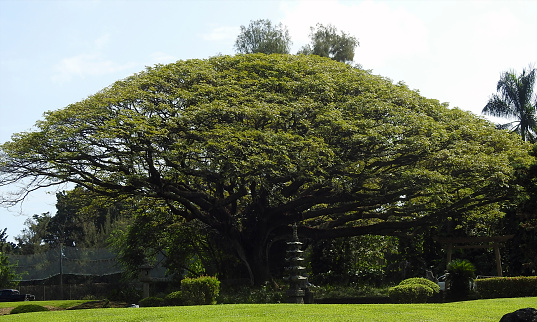 Liliuokalani Gardens, Hilo, Big Island Hawaii - United States