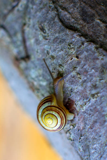 Macro photo crawling selective focus young snail crawling on a tree - close-up of a snail. Side view. animal flora nature
