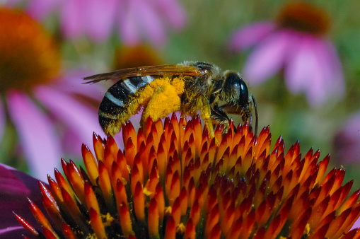 Syrphid flies, A hoverfly on a flower, A close-up