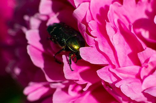 Bright beetle among petals of pink peony flower selective focus floral background close up