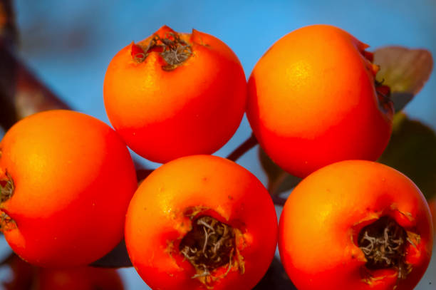 frutos vermelhos em um arbusto cotoneaster (angiosperms, rosaceae, malinae), slider shot - pyrinae - fotografias e filmes do acervo