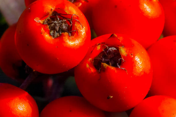 red fruits on a bush cotoneaster (angiosperms, rosaceae, malinae), slider shot - pyrinae - fotografias e filmes do acervo