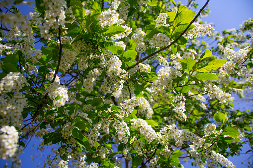 Spring sunny flowers macro unfocus background. Close-up of a blossoming tree branch against the sky. Selective focus. Spring mood. Tree blossoms on sunny day for spring background.