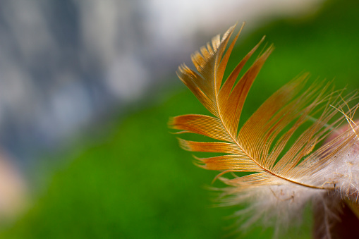 feather on a blurred natural background Beautiful nature summer sunny warm background image