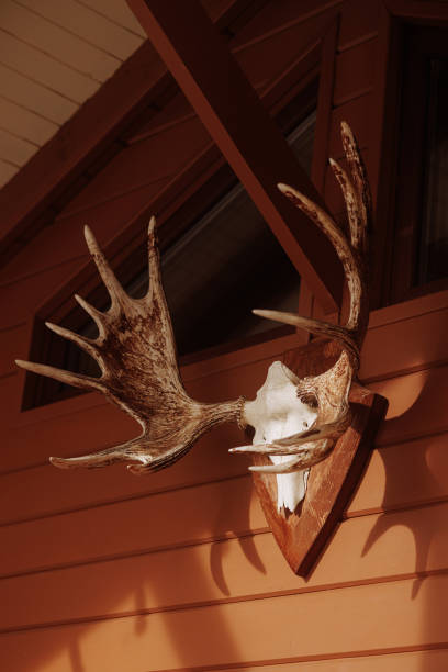 istock Moose skull and antlers on wall 1964701524