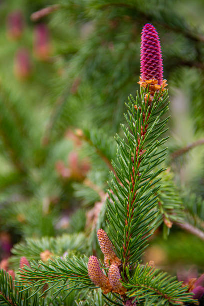 istock Young cone shoots pine tree spruce tree closeup beautiful natural background. Spring shoots of fluffy fir tree pine tree. 1964702594