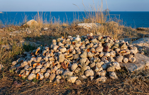 A large pile of empty Rapana venosa shells on the shore in the Crimea
