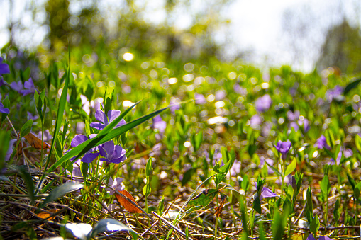 Delicate blue purple spring flowers on sunny day in green summer grass selective focus natural background for postcard