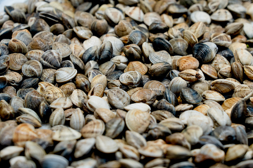 A close-up image with a mix of shells
