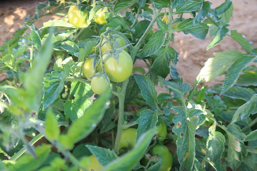 red ripe and green tomato in a beautiful farm in Bahariya oasis in Egypt