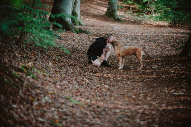 istock Senior Rhodesian Ridgeback with the owner in the nature 1964712138
