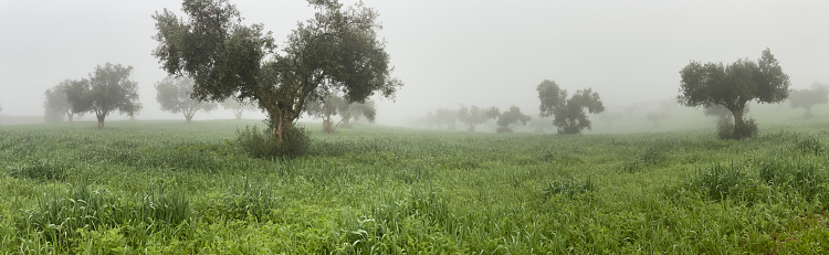 Olive grove in the morning fog in Ferreira do Alentejo