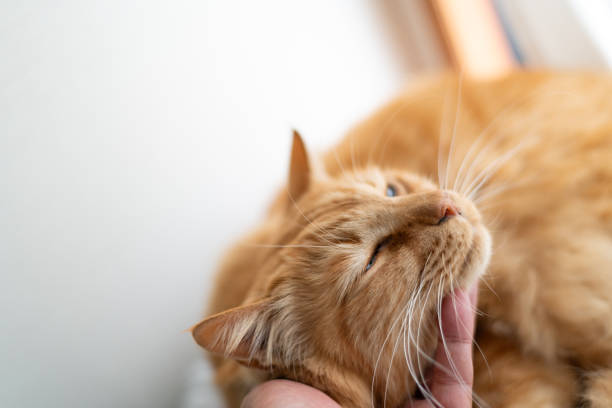 istock person petting a cat 1964734448