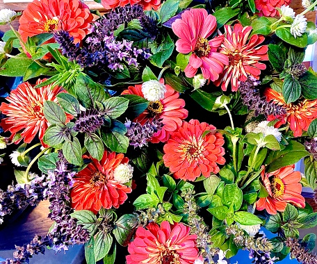 Horizontal flat lay of spice of summer garden fresh vibrant red gerbera flowers amongst herbs like purple holy basil tulsi leaves in country garden