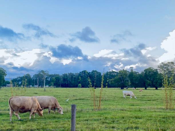 istock Cows Grazing Country Pasture 1964753867