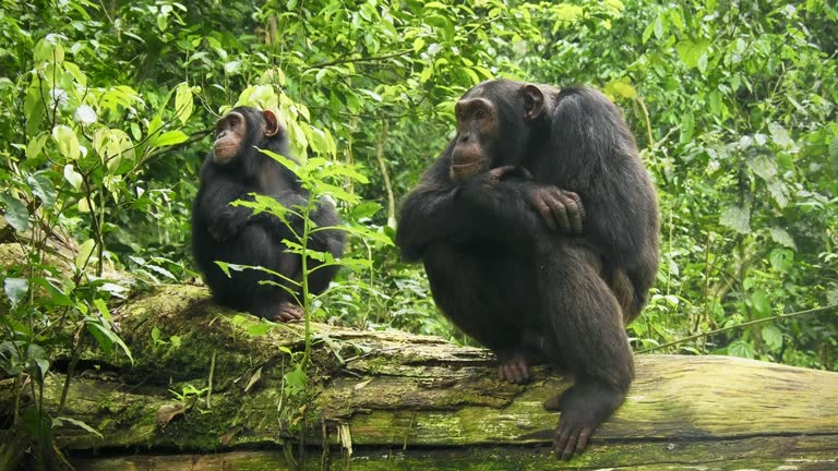 Common or Robust Chimpanzee - Pan troglodytes also chimp, great ape native to the forest and savannah of tropical Africa, pair of humans closest living relative in the rainforest of Uganda in rain