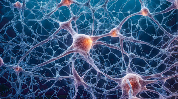 microscopic of neural network brain cells - nerve cell brain human cell human nervous system стоковые фото и изображения
