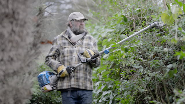 Pruning a Privet Hedge in Winter