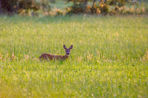 istock Female roe deer (Capreolus capreolus) in a meadow 1964798464