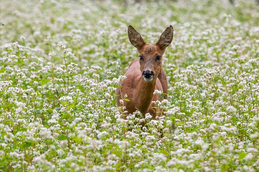 Female roe deer (Capreolus capreolus) in a field with buckwheat (Westerheide, the Netherlands)