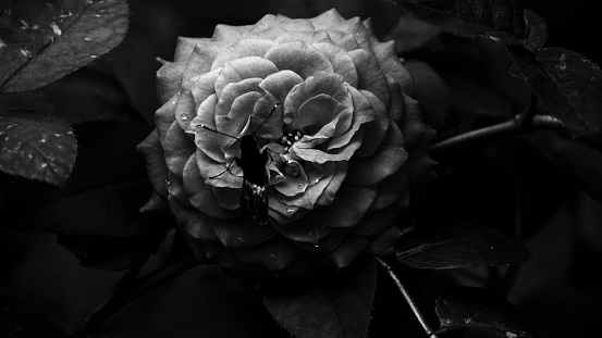 Abstract and Still life flowers photography in black and white tones.