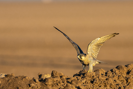 Peregrine Falcon - male & sub-adult. Males are thinner than females and juveniles are much darker.