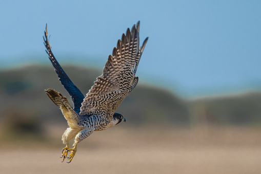 Peregrine Falcon - male & sub-adult. Males are thinner than females and juveniles are much darker.