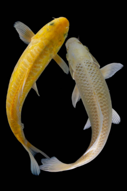 istock Koi fish isolated on black background. Gold koi fish. 1964849496