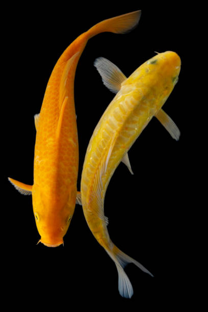 istock Koi fish isolated on black background. Gold koi fish. 1964849501