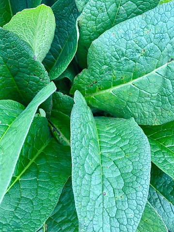 Vertical close up of green comfrey plant leaves showing natures foliage patterns in country garden