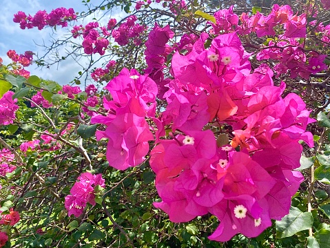 Close up of pink bougainvillea flowers and leaves. Beautiful colorful blooming flowers with cute bush growing in the garden.