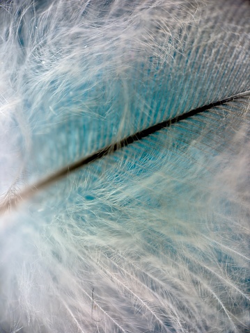Extreme close up of feather