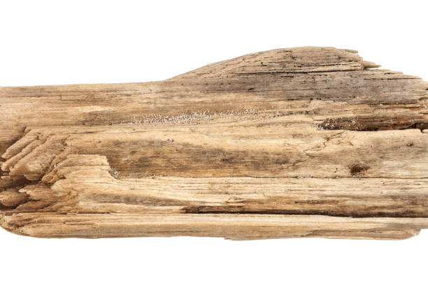 istock Part of driftwood isolated on white 1964855811