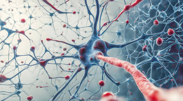 microscopic of neural network brain cells - neurotransmission foto e immagini stock