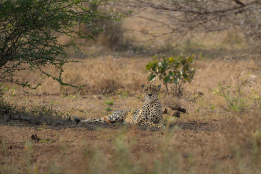 A male Cheetah lying down in the dry savannah in Kruger National Park.