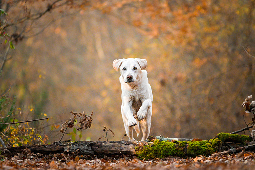 White Labrador purebred dog jumping in the wood