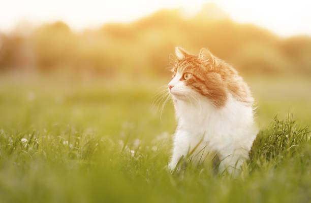 A fluffy cat is sitting in the green grass