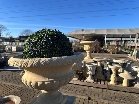 Elegant greek style pot with green bush plant for sale at garden center