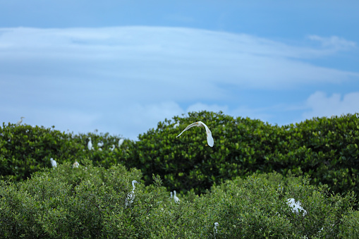 Juvenile white storks left behind by their mothers fly in the mangrove forest area where they live