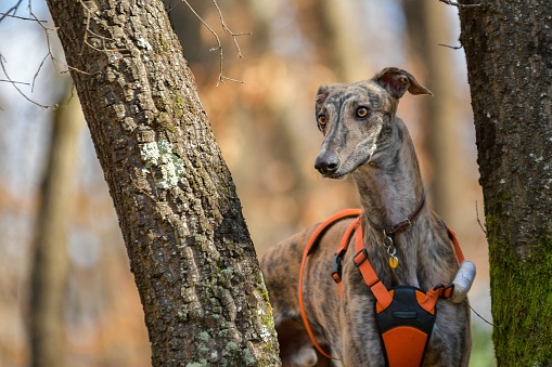Greyhound purebred dog portrait in the wood