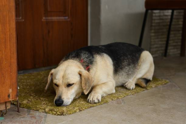 A sad dog lies in front of the door of the house and waits for the owner stock photo